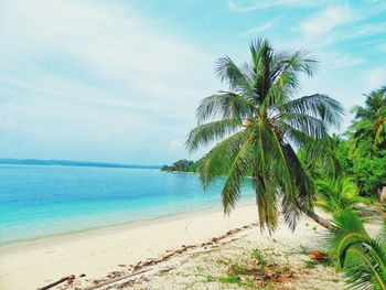 Palm tree by sea against sky