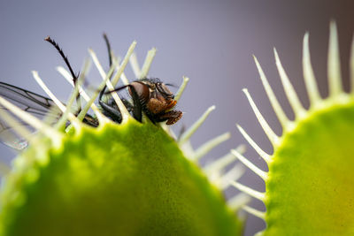 The head of a fly sticking out of a venus fly trap after being caught when the trap closed shut