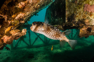 View of fish swimming in sea