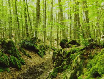 Trees in forest