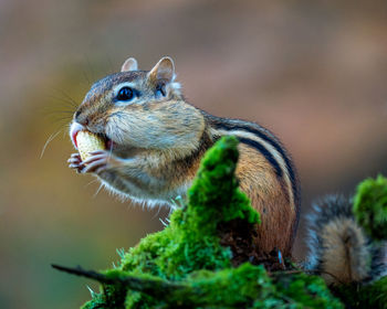 Close-up of squirrel