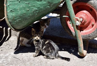 Cat sitting in a horse