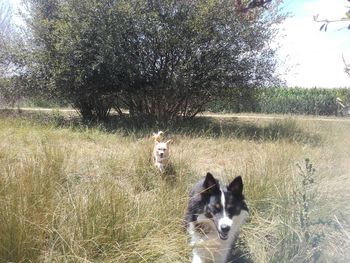 Portrait of dog on field