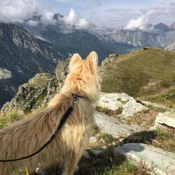 View of a dog on mountain