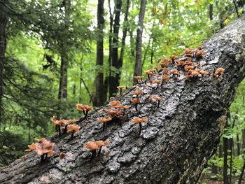 Close-up of tree trunk in forest