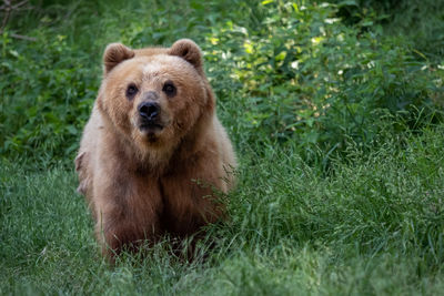 Close-up of bear on grassy field
