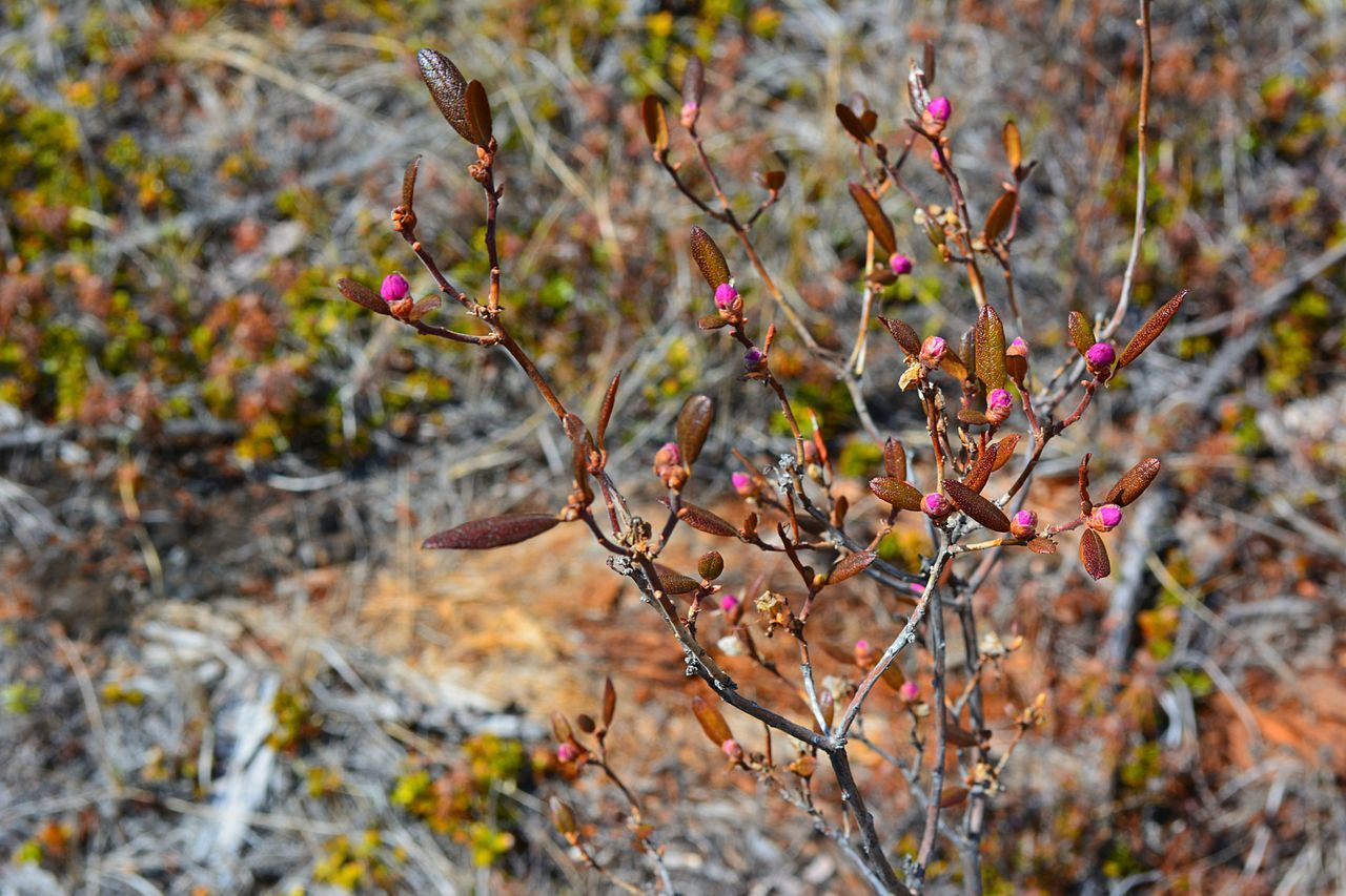 growth, focus on foreground, selective focus, nature, red, close-up, leaf, plant, flower, branch, beauty in nature, freshness, day, fragility, twig, season, outdoors, bud, tree, growing