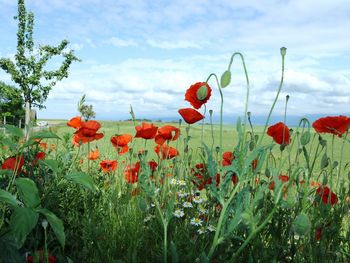 Close-up of red poppies on field against sky