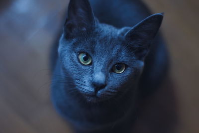 Close-up portrait of cat