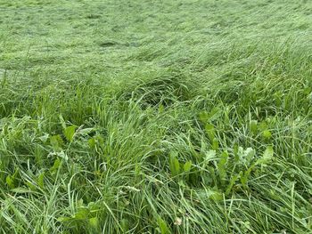 Full frame shot of crops growing on field