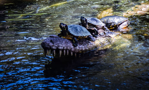 Close-up of duck swimming in water