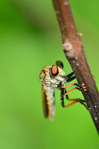 Close-up of insect on twig
