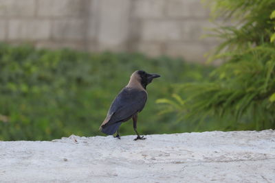 Close-up of black crow bird perching on wall