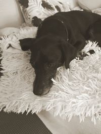 High angle view of dog resting on bed