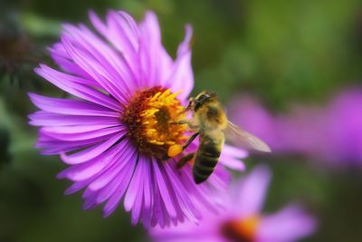 Close-up of bee pollinating on purple flower