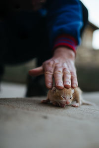 Man caress newborn little kitten outdoors.