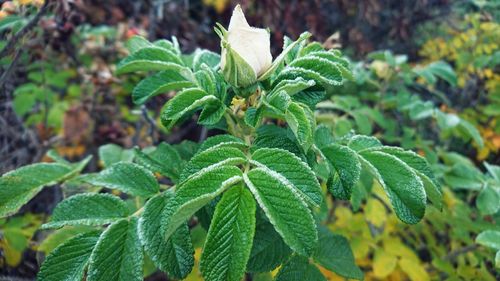 Close-up of fresh green plant