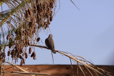 Low angle view of bird perching on tree against sky