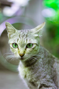 Close-up portrait of a cat