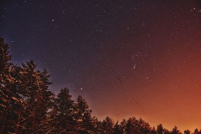 Starry night over the pine woods in ukraine