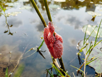 Close-up of red berries growing in lake