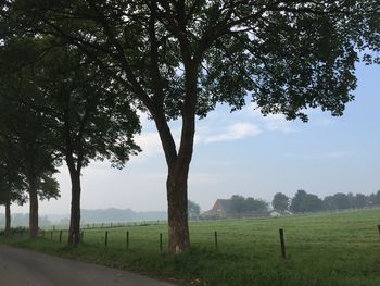 Trees on field against sky