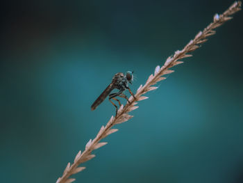 Close-up of insect on plant