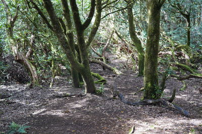 Trees in forest