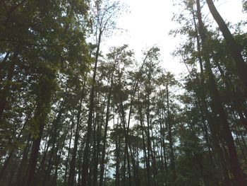 Low angle view of trees in forest against sky