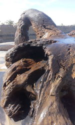 Close-up of turtle on beach against sky