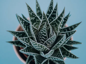 Close-up of succulent plant