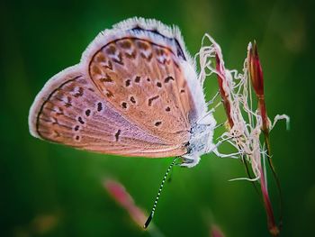 Close-up of butterfly pollinating flower