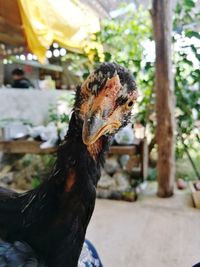 Close-up of bird