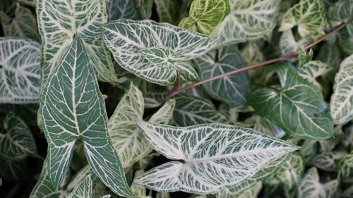 Full frame shot of plants