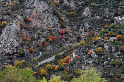 Scenic view of rocks in forest during autumn