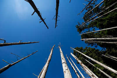 Low angle view of trees against clear blue sky