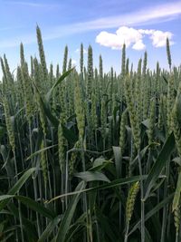 Crops growing on field against sky