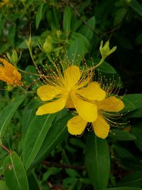 Close-up of yellow flowers blooming outdoors