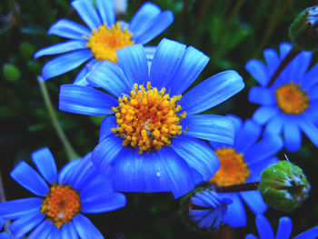 Close-up of blue flowers blooming outdoors