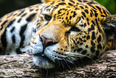 Close-up of leopard relaxing on wood