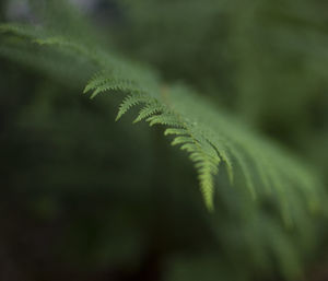 Close-up of fresh green plant