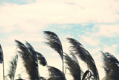 Low angle view of plants against sky