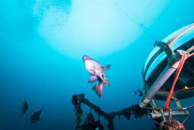 Fish swimming in sea