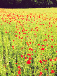 View of poppy flowers on field