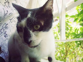Close-up portrait of cat