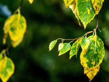 Close-up of green leaves on plant