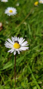 Close-up of white daisy flower on field