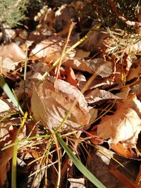 Close-up of fresh plants