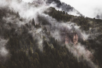 Panoramic shot of trees in forest against sky