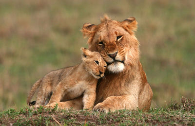 Lion in a field